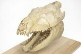 Fossil Oreodont (Merycoidodon) Skull on Base - South Dakota #217200-5